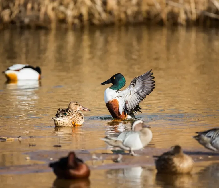 Los mejores parques naturales de España para observar la fauna salvaje